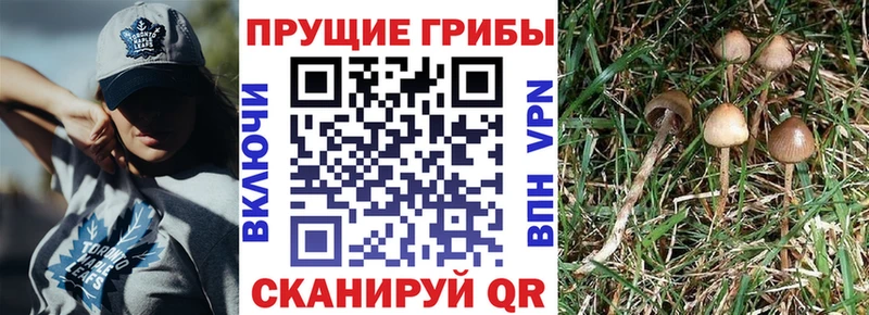 Псилоцибиновые грибы Magic Shrooms  Купить закладки  Грязи 